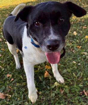 COYOTE -  Retriever and Beagle Dog for Adoption in Sandusky, Ohio - COYOTE | PetCurious