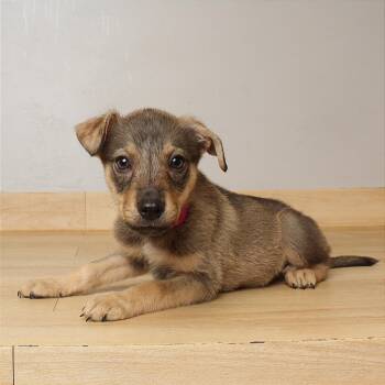 Cinnamon D71075 -  Labrador Retriever and Mixed Breed Dog for Adoption in Minnetonka, Minnesota - Cinnamon D71075 | PetCurious