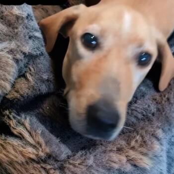 Zane -  Labrador Retriever Dog for Adoption in Ravenna, Kentucky - Zane | PetCurious