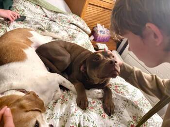Winnie - Local -  Pit Bull Terrier and Labrador Retriever Dog for Adoption in Princeton, Massachusetts - Winnie - Local | PetCurious