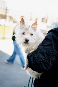 Terrier Dogs Available for Adoption in Frankfort, New York - Rufus | PetCurious