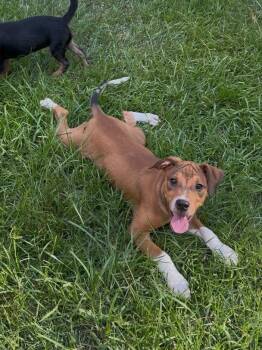 Rex -  Hound Dog for Adoption in Semmes, Alabama - Rex | PetCurious
