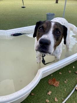 Boyaa -  Mixed Breed and Plott Hound Dog for Adoption in Austin, Texas - Boyaa | PetCurious