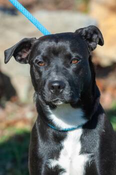 Labrador Retriever Dogs Available for Adoption in Johnson City, Tennessee - Star/Sable | PetCurious