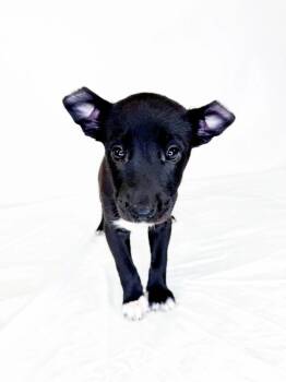 Jeanine -  Australian Cattle Dog Blue Heeler Dog for Adoption in Bixby, Oklahoma - Jeanine | PetCurious