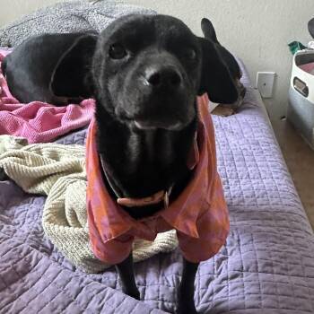Whisper -  Retriever and Mixed Breed Dog for Adoption in Las Vegas, Nevada - Whisper | PetCurious