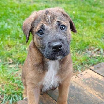 Cowboy -  Shepherd and Mixed Breed Dog for Adoption in Lewisville, Texas - Cowboy | PetCurious