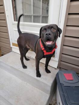 Kaige -  Mixed Breed Dog for Adoption in Topeka, Kansas - Kaige | PetCurious