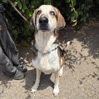 Rowdy Roo -  Hound and Labrador Retriever Dog for Adoption in Goleta, California - Rowdy Roo | PetCurious