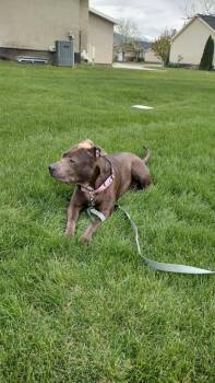 Minnie -  Pit Bull Terrier Dog for Adoption in Millcreek, Utah - Minnie | PetCurious