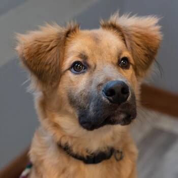 Creek -  German Shepherd Dog and Mixed Breed Dog for Adoption in Brainerd, Minnesota - Creek | PetCurious