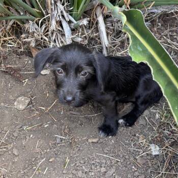 Jane Goodall -  Wirehaired Terrier and Chihuahua Dog for Adoption in San Diego, California - Jane Goodall | PetCurious