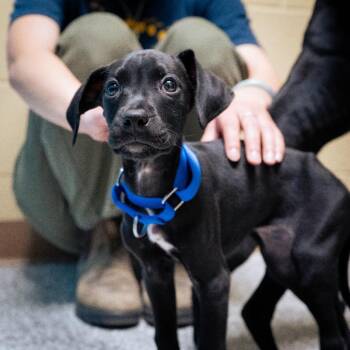 Penguin -  Boxer and German Shorthaired Pointer Dog for Adoption in Cheyenne, Wyoming - Penguin | PetCurious