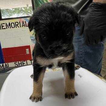 Shepherd Dogs Available for Adoption - Samus | PetCurious