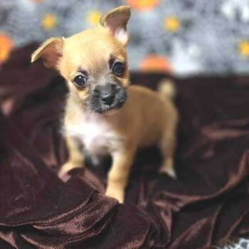 Rescue Chihuahua Dogs for Adoption in West Richland, Washington - 4 Rain | PetCurious