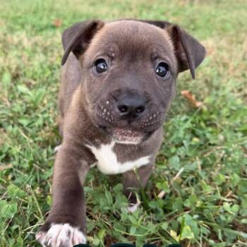 Rescue Siberian Husky and Terrier Dogs for Adoption in Kansas City, Missouri - Ash | PetCurious