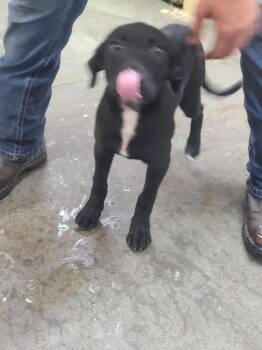 Labrador Retriever and Pit Bull Terrier Dogs Available for Adoption in Swainsboro, Georgia - Lola | PetCurious
