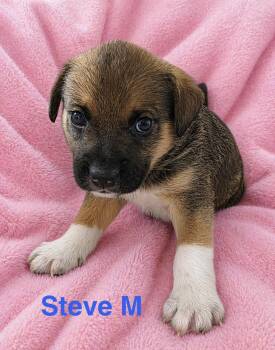 Australian Shepherd and Norwegian Elkhound Dogs Available for Adoption in Semmes, Alabama - Steve  | PetCurious