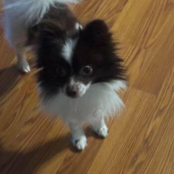 Ritchie -  Chihuahua Dog for Adoption in Martinsburg, West Virginia - Ritchie | PetCurious