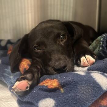 Banana -  Chocolate Labrador Retriever Dog for Adoption in Greensboro, North Carolina - Banana | PetCurious