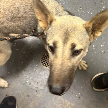 Luna -  Mixed Breed Dog for Adoption in Columbiana, Alabama - Luna | PetCurious