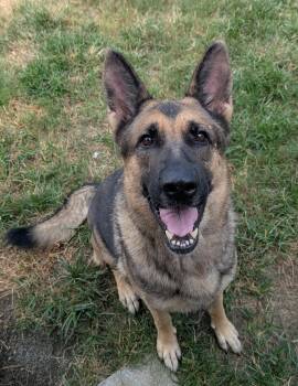 Freya -  German Shepherd Dog Dog for Adoption in Suffolk, Virginia - Freya | PetCurious