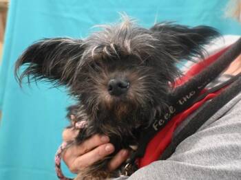 Sugar Plum -  Chihuahua and Yorkshire Terrier Dog for Adoption in Portland, Oregon - Sugar Plum | PetCurious