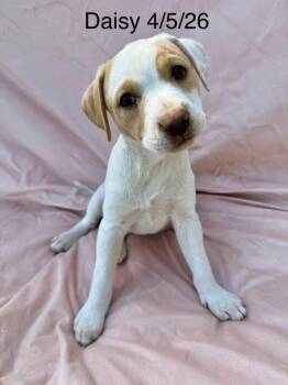 Daisy -  Staffordshire Bull Terrier and Shepherd Dog for Adoption in Thornton, Colorado - Daisy | PetCurious