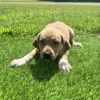 Susie -  Labrador Retriever Dog for Adoption in Hughesville, Maryland - Susie | PetCurious