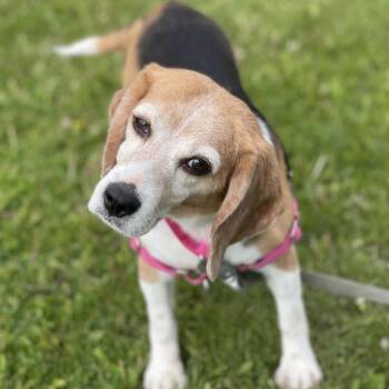 Beagle Dogs Available for Adoption - Rhode D11275 | PetCurious
