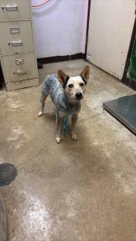 Miss Frizzle -  Australian Cattle Dog Blue Heeler Dog for Adoption in New Braunfels, Texas - Miss Frizzle | PetCurious
