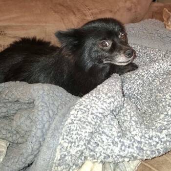 bear -  Pomeranian Dog for Adoption in Kenmore, New York - Bear | PetCurious