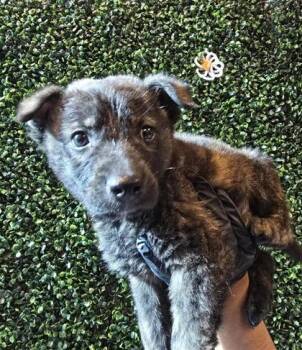 Mixed Breed Dogs Available for Adoption in El Paso, Texas - Corndog* | PetCurious