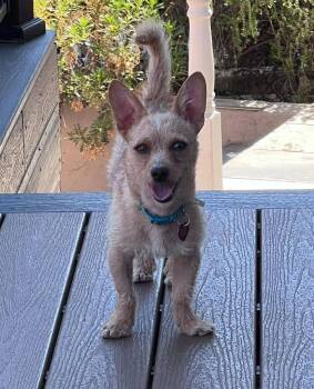26Schlotzkys -  Terrier Dog for Adoption in Shingle Springs, California - 26Schlotzkys | PetCurious