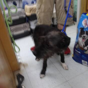 Matilda -  Wirehaired Terrier and Mixed Breed Dog for Adoption in Marble, North Carolina - Matilda | PetCurious