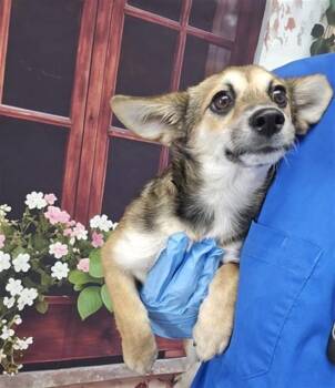 Chihuahua and Cardigan Welsh Corgi Dogs Available for Adoption in San Bernardino, California - JENNA | PetCurious