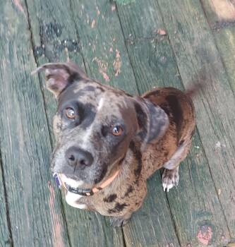 Nova -  Dachshund and American Bully Dog for Adoption in Acworth, Georgia - Nova | PetCurious
