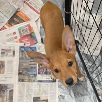 Wylie GC -  Basenji and Corgi Dog for Adoption in Austin, Texas - Wylie GC | PetCurious