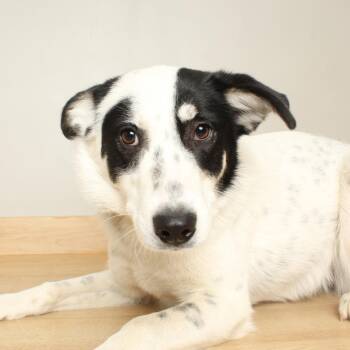 Australian Shepherd Dogs Available for Adoption - Mahi D68216 | PetCurious