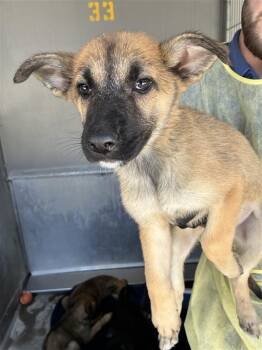 AAD New Arrival! Tony - 26132 -  German Shepherd Dog Dog for Adoption in Armonk, New York - AAD New Arrival! Tony - 26132 | PetCurious