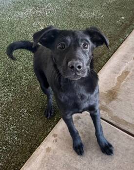 Rescue Border Collie Dogs for Adoption in Midland, Texas - Arlo | PetCurious