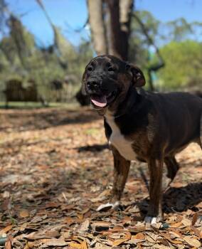 Golden Retriever and Australian Cattle Dog Blue Heeler Dogs Available for Adoption - Martina Mcbride  | PetCurious