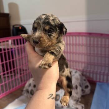 Dwight -  Dachshund and Mixed Breed Dog for Adoption in Baton Rouge, Louisiana - Dwight | PetCurious