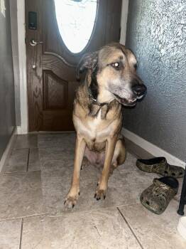 Prince -  German Shepherd Dog and Mixed Breed Dog for Adoption in Warrenton, Missouri - Prince | PetCurious