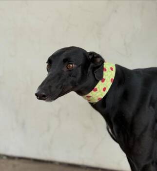 Rescue Greyhound Dogs for Adoption in Coon Rapids, Minnesota - Bev | PetCurious