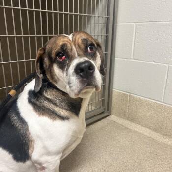 Ernest -  Beagle and English Bulldog Dog for Adoption in Bristol, Indiana - Ernest | PetCurious