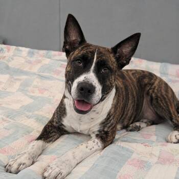 Jolie Grace (Jessie) -  Australian Cattle Dog Blue Heeler and Labrador Retriever Dog for Adoption in Farmington, Missouri - Jolie Grace (Jessie) | PetCurious