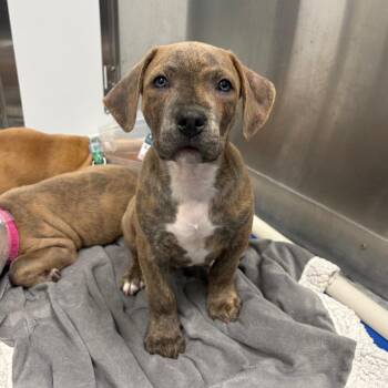 Pit Bull Terrier and Mixed Breed Dogs Available for Adoption in Clavet, Saskatchewan - Barry | PetCurious