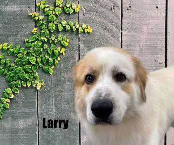 Larry -  Great Pyrenees Dog for Adoption in Marshville, North Carolina - Larry | PetCurious