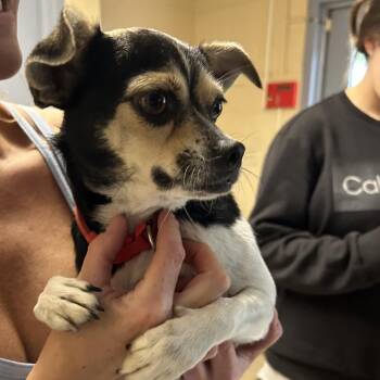 Mia -  Chihuahua Dog for Adoption in Roxboro, North Carolina - Mia | PetCurious